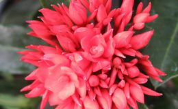 Ixora-sp.T10-Ixora-Crimson-Star-20