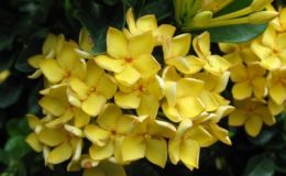 Ixora-sp.T11-yellow-flower-and-wavy-leave-dwarf-form-20