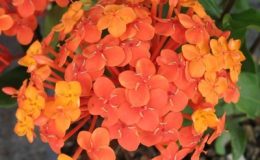 Ixora-sp.T12-orange-flower-and-long-leaf-20-