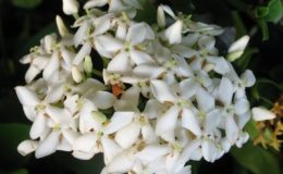 Ixora-sp.T13-white-flower-20
