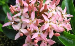 Ixora-sp.T15-pink-flower-20