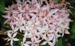 Ixora-sp.T16-soft-pink-flower-New-hybrid-30
