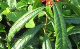 Ixora-sp.T17-red-flower-and-long-leaf-30-