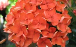 Ixora-sp.T18-orange-flower-and-wavy-leaf-20