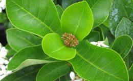 Ixora-sp.T20-white-flower-and-obtuse-leaf-apex-24-