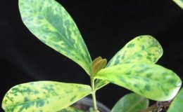 Ixora-sp.T22-variegated-orange-flower-30-1