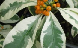 Ixora-sp.T24-albomarginata-PHP-35-