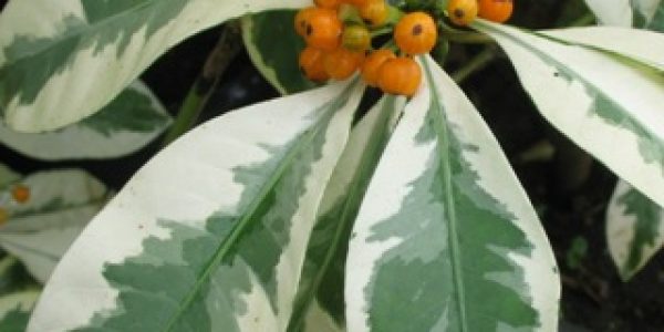 Ixora-sp.T24-albomarginata-PHP-35-