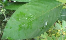 Ixora-sp.T26-Malaysia-32-