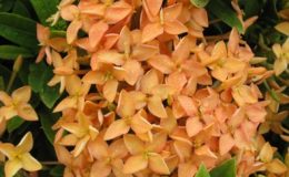 Ixora-sp.T27-New-hybrid-Peach-flower-24