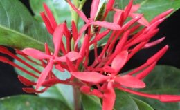 Ixora-sp.T28-red-flower-20