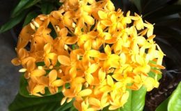 Ixora-sp.T30-yellow-flower-and-big-leaf-241