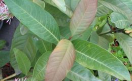 Ixora-sp.T31-Indonesia-30-
