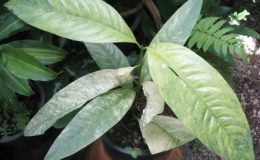 Ixora-sp.T32-variegated-Chanthaburi-Thailand-60