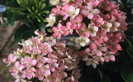 Ixora-sp.T38-Bicolor-flower-pink-and-whitewavy-leaf-1-1