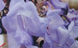 Jacaranda-filicifolia-30