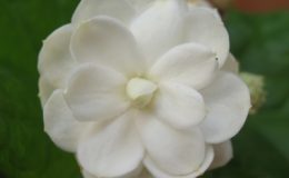 Jasminum-Mali-Chat-12