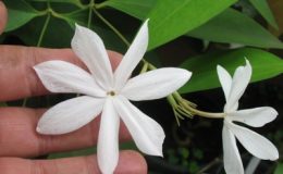 Jasminum-Rex-35