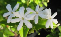 Jasminum-auriculatum-23