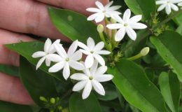 Jasminum-elongatum-30
