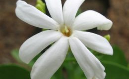Jasminum-flexile-var-hookerianum-30