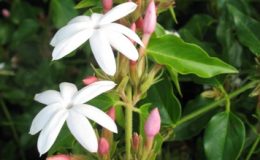 Jasminum-multiflorumred-petal-20