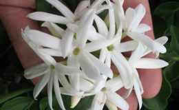 Jasminum-pubescens-23