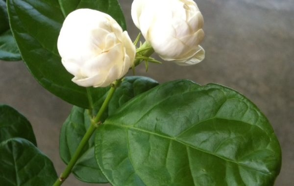 Jasminum-sambac-Mali-Chat-Japan-25