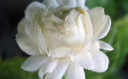 Jasminum-sambac-Mali-Sorn-Duke-of-Tuscany-12