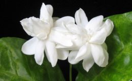 Jasminum-sambac-Mysore-Mulli-12