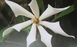 Kailarsenia-lineata-30