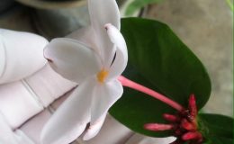 Kopsia-pruniformis-pink-petal-30-