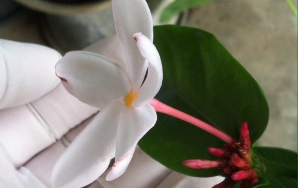 Kopsia-pruniformis-pink-petal-30-