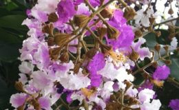 Lagerstroemia-cuspidata-TF-23