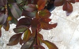 Lagerstroemia-indica-Scarlet-flower-and-black-leaf-30-
