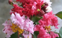 Lagerstroemia-indica-red-flowerEP-26