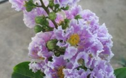 Lagerstroemia-sp.T01EP-26