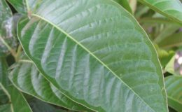 Lagerstroemia-speciosa-23