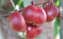 Lepisanthes-fruticosa-Sapindaceae-23