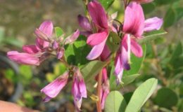 Lespedeza-bicolor-20-e1451327752814