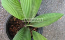 Licuala-obricularis-180