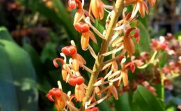 Liparis-bicolor-J.J.Sm_.1905-