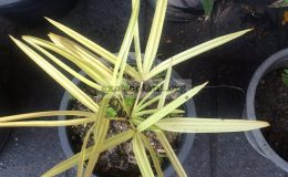 Livistona-bentamii-golden-form-