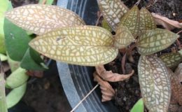 Ludisia-sp-brown-leaf1-1-