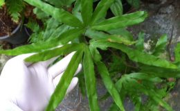 Lygodium-sp.T01-30