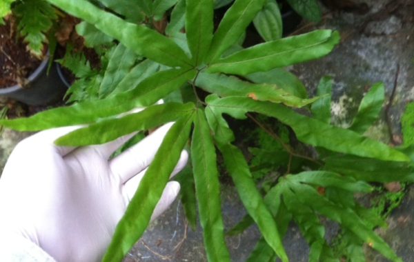 Lygodium-sp.T01-30