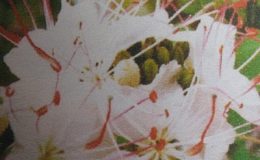 Lysiphyllum-hookerrii-
