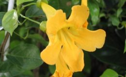 Macfadyena-unguiscati-climbing-Bignoniaceae-30