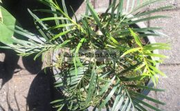 Macrozamia-communis-