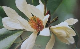Magnolia-floribunda-44